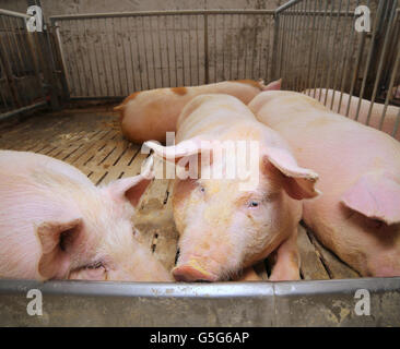 groß und Fett Schweine in einem Stall auf einem Bauernhof Stockfoto