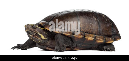 Weibliche gestreift Schlamm Schildkröte (4 Jahre alt), Kinosternon Baurii, vor einem weißen Hintergrund Stockfoto