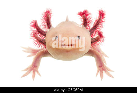 AMPHIBIEN AXOLOTL Stockfoto, Bild: 2463525 - Alamy