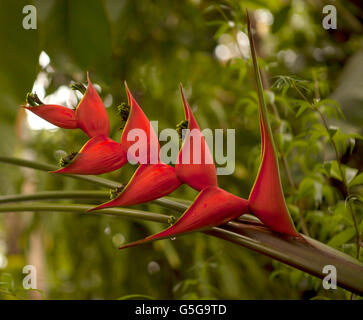 Heliconia Blume. Eine exotische Blume, die Blume Heliconia in einen Wintergarten in England gefunden. Stockfoto