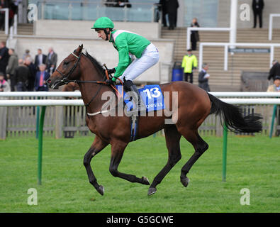 Posh Boy von George Baker im Nunnery Stud E.B.F. geritten Jungferneinsätze Stockfoto