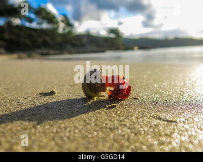 Einsiedlerkrebs, Wandern am Strand, Spanien Stockfoto