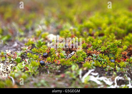 Die Schwarze Krähenbeere Hintergrund in Chukotka, Russland Stockfoto