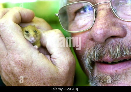 Fernsehmoderator Bill Oddie mit einem Dormouse bei der Eröffnung der "Great Nut Hunt" im High Elms Country Park Farnborough, Greater London. * organisiert von English Nature, um die Menschen zu ermutigen, nach 'Dormouse-nibbled Hazel Nuts' zu suchen, die Ergebnisse, die Naturschützern helfen, einen nationalen Plan zur Rettung der Dormouse vor dem Aussterben zu entwickeln. Stockfoto