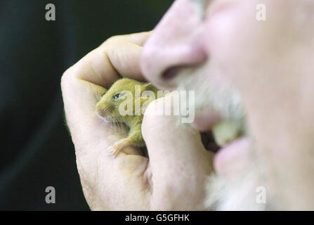 Fernsehmoderator Bill Oddie mit einem Dormouse bei der Eröffnung der "Great Nut Hunt" im High Elms Country Park Farnborough, Greater London. * organisiert von English Nature, um die Menschen zu ermutigen, nach 'Dormouse-nibbled Hazel Nuts' zu suchen, die Ergebnisse, die Naturschützern helfen, einen nationalen Plan zur Rettung der Dormouse vor dem Aussterben zu entwickeln. Stockfoto