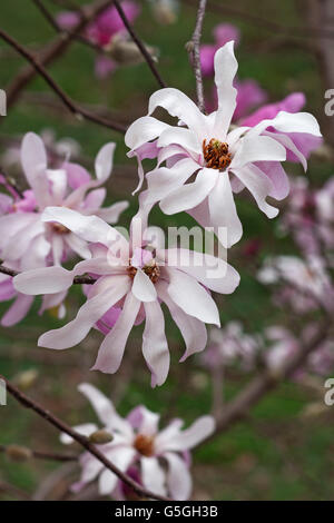 Leonard Messel Loebner-Magnolie Stockfoto