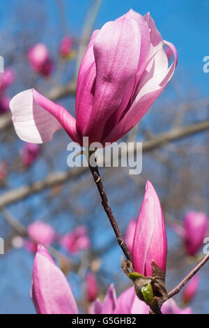 Spektrum-Hybrid-Magnolie Stockfoto