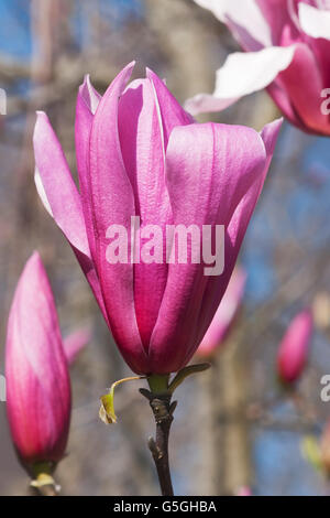 Spektrum-Hybrid-Magnolie Stockfoto