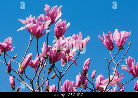 Spektrum-Hybrid-Magnolie Stockfoto