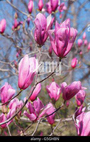 Spektrum-Hybrid-Magnolie Stockfoto