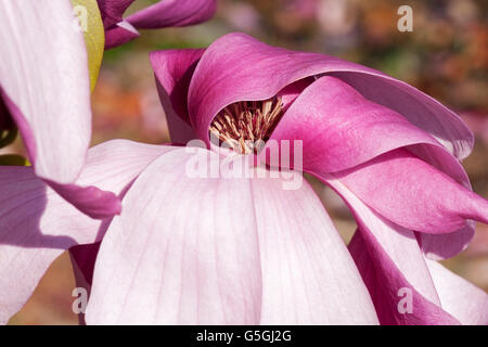 Galaxy-Hybrid-Magnolie-Blume Stockfoto