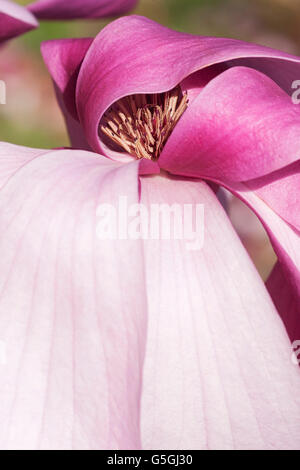 Galaxy-Hybrid-Magnolie-Blume Stockfoto