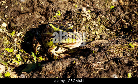 Frosch stehen noch im Schlamm Stockfoto