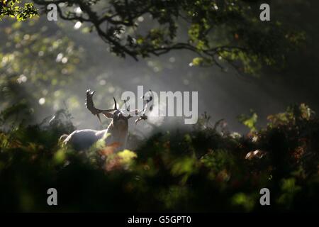 Ein einsame Hirsch spaziert durch den frühen Morgensonnen im Dunham Massey in Altrincham, Cheshire. Stockfoto