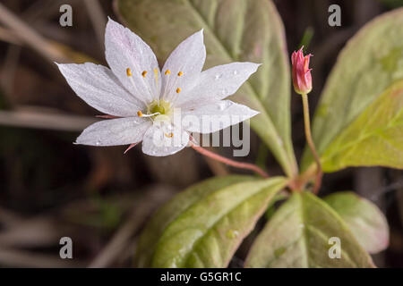 Arktis Starflower Close Up Makro Bild. Stockfoto