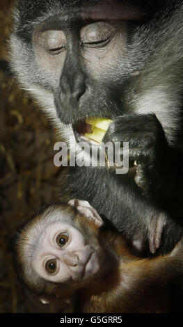 L'Hoest's Monkey Tumbili mit ihrem neugeborenen Baby, das noch nicht im Edinburgh Zoo in Schottland benannt wurde. Stockfoto