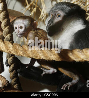 L'Hoest's Monkey Tumbili mit ihrem neugeborenen Baby, das noch nicht im Edinburgh Zoo in Schottland benannt wurde. Stockfoto