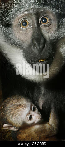 L'Hoest's Monkey Tumbili mit ihrem neugeborenen Baby, das noch nicht im Edinburgh Zoo in Schottland benannt wurde. Stockfoto