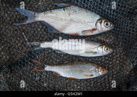 Süßwasserfische, die gerade aus dem Wasser genommen werden. Ablet oder Ukelei Angeln, Plötze und Brassen Fisch auf Fischernetz Stockfoto