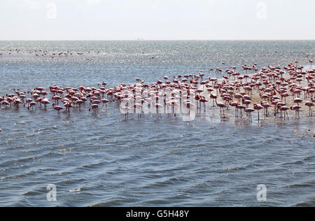 Herde von Flamingos in der Lagune von Walvis Bay in Namibia Stockfoto