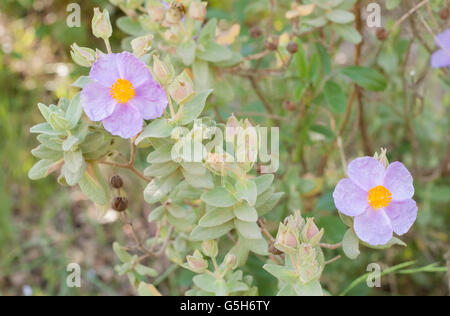 Grau-leaved Zistrose Cistus Albidus horizontale Porträt von Blumen mit schönen Out-of-Fokus-Hintergrund. Stockfoto