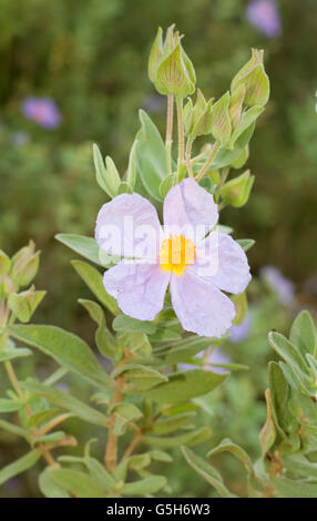 Grau-leaved Zistrose Cistus Albidus vertikale Porträt von Blume mit schönen Out-of-Fokus-Hintergrund. Stockfoto