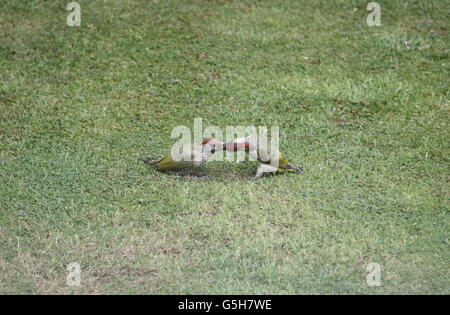 zwei europäische Grünspechte, Erwachsene Fütterung Küken auf Rasen Stockfoto