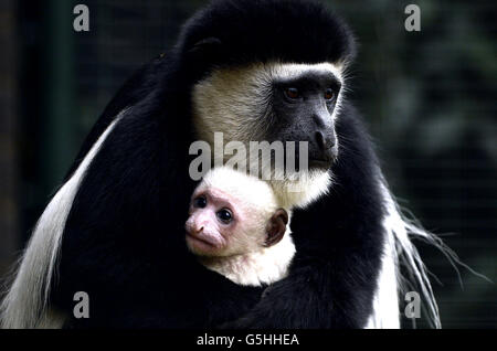 Neue Baby Colobus Affen im Londoner Zoo Stockfoto