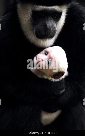 Neue Baby Colobus Affen im Londoner Zoo Stockfoto