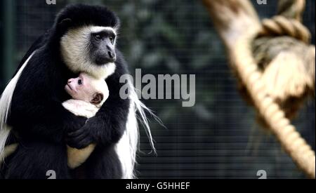 Neue Baby Colobus Affen im Londoner Zoo Stockfoto