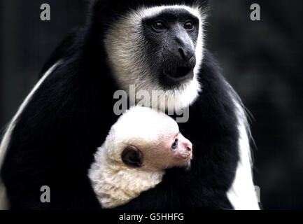 Neue Baby Colobus Affen im Londoner Zoo Stockfoto