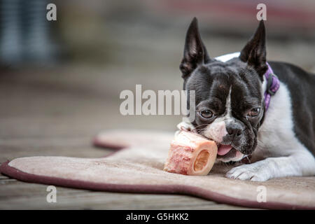 Porträt eines Boston-Terrier kauen ihr Rindermark auf ihre Decke auf der Terrasse im Sommer Stockfoto