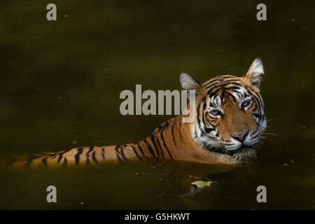 Tigerin T60 Kühlung Ausschalten in den Phoota Kot Wasserloch in Ranthambhore Nationalpark in Indien an einem Sommermorgen. Stockfoto