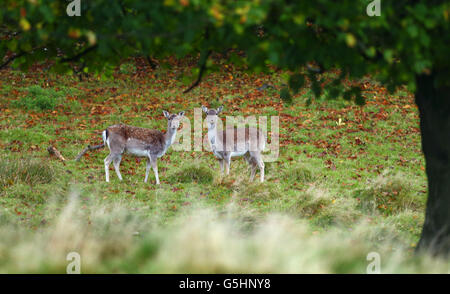 Damwild grasen unter herbstlichen Bäumen im Petworth Park in West Sussex. Stockfoto