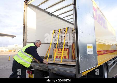 Ein Frachtführer am Flughafen London Heathrow lädt Jae-Jae, einen männlichen Sumatra-Tiger, am Sonntag, den 14. Oktober in einen Lastwagen, nachdem er mit DHL aus Akron Zoo, Ohio, USA, für das internationale Zuchtprogramm des ZSL London Zoos transportiert wurde. Stockfoto