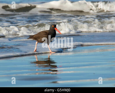 Schwarze Austernfischer (Haematopus Bachmani), Oregon Island National Wildlife Refuge-Coquille Point Unit, Bandon, Oregon Stockfoto