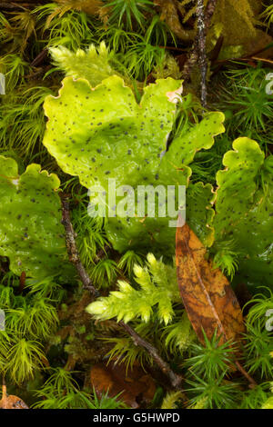 Club-Moos und Flechten an Taylor Creek Trail, Siskiyou National Forest, Oregon Stockfoto