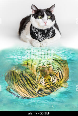 Tiger Und Katze Auf Einen Bild