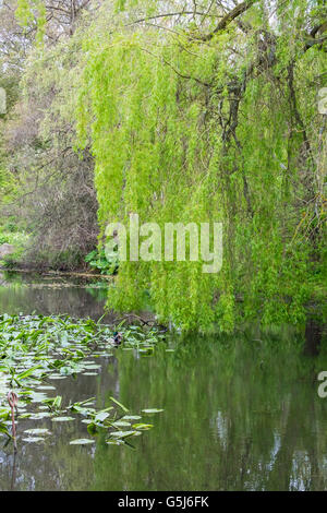 Wunderschöne Trauerweide mit seinen Blättern und Zweigen spiegelt sich in einem Teich Stockfoto