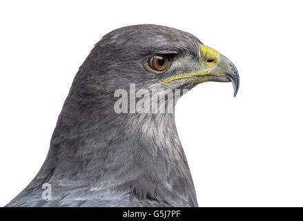 Nahaufnahme eines chilenischen blaue Adler - Geranoaetus Melanoleucus (17 Jahre alt) vor einem weißen Hintergrund Stockfoto