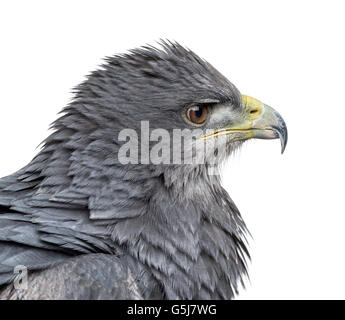 Nahaufnahme eines chilenischen blaue Adler - Geranoaetus Melanoleucus (17 Jahre alt) vor einem weißen Hintergrund Stockfoto