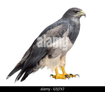 Chilenische blaue Adler - Geranoaetus Melanoleucus (17 Jahre alt) vor einem weißen Hintergrund Stockfoto