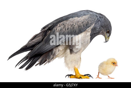 Chilenische blaue Adler - Geranoaetus Melanoleucus (17 Jahre alt) mit Blick auf ein Küken vor einem weißen Hintergrund Stockfoto