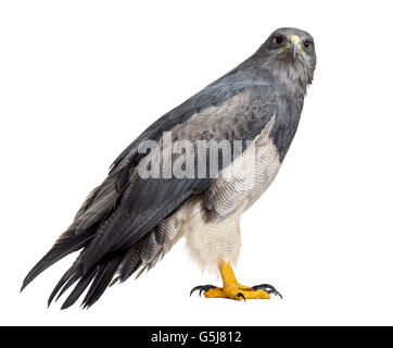 Chilenische blaue Adler - Geranoaetus Melanoleucus (17 Jahre alt) vor einem weißen Hintergrund Stockfoto