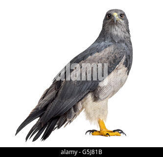 Chilenische blaue Adler - Geranoaetus Melanoleucus (17 Jahre alt) vor einem weißen Hintergrund Stockfoto