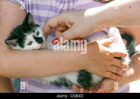 Kleines Mädchen mit einem Kätzchen in ihren Umarmungshänden Armen gesichtslos schwarz weiß Tabby Umarmungstier Stockfoto