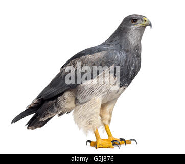 Chilenische blaue Adler - Geranoaetus Melanoleucus (17 Jahre alt) vor einem weißen Hintergrund Stockfoto