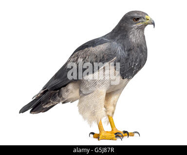 Chilenische blaue Adler - Geranoaetus Melanoleucus (17 Jahre alt) vor einem weißen Hintergrund Stockfoto