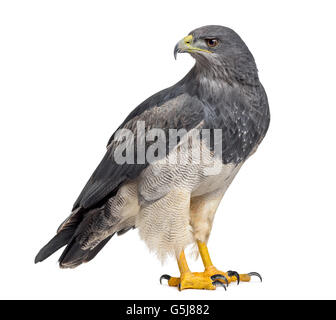 Chilenische blaue Adler - Geranoaetus Melanoleucus (17 Jahre alt) vor einem weißen Hintergrund Stockfoto