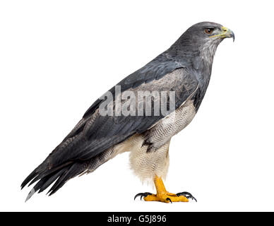 Chilenische blaue Adler - Geranoaetus Melanoleucus (17 Jahre alt) vor einem weißen Hintergrund Stockfoto